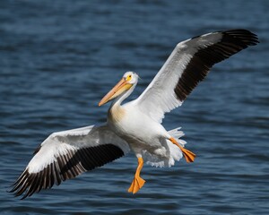 Pelican in Flight Over Blue Lake