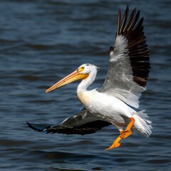 Pelican landing with vibrant orange beak and feet.