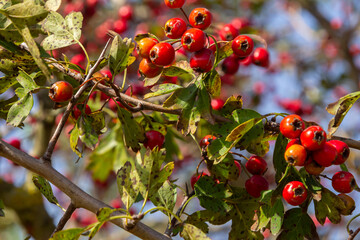 clusters of red fruits Crataegus coccinata tree close up