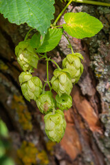 Hops flowers, of the hop plant Humulus lupulus, for beer production growing in the Bavaria by the Danube river on a sunny day