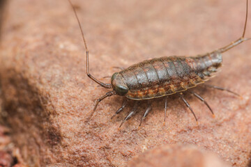 Ligia oceanica, common sea slater, crawling on rock