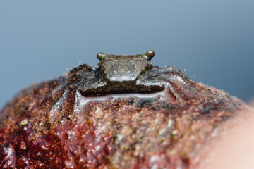 Small crab sitting on a wet rock by the sea