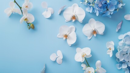White Orchids and blue Hydrangeas on a clean sky blue background, highlighting elegance and serenity from above.