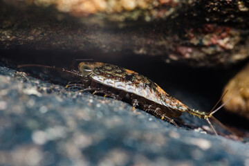 Marine isopod crawling on rock in underwater habitat