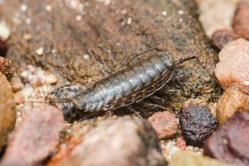 Sea slater ligia oceanica crawling on rocks near the shore