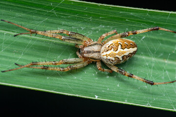 Spider walking on green leaf in natural habitat