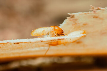 Termite walking on damaged wood surface