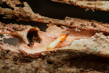 Termite walking on damaged wood in house