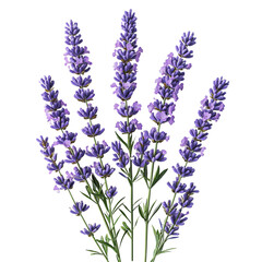 Naklejka premium lavender flower top view vertical view png