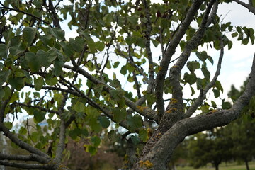 The Chinese redbud (Cercis chinensis)