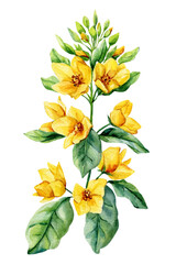 Obraz premium Watercolor botanical illustration yellow wildflowers green leafy stem. Hand-painted floral design. Lysimachia punctata 