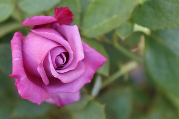 beautiful pink rose bud close-up on a blurred green background