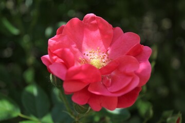 beautiful rosehip flower on a blurred natural green background