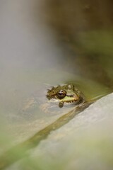 Only the frog's head is visible from the water