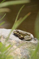 A frog rests on a stone by the water