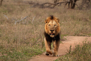 male lion walking
