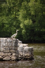 A heron stands on stones at summer