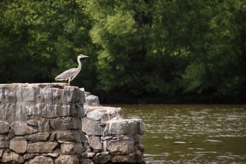 A heron stands on stones at summer
