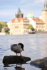 The duck is standing on a stone and resting.