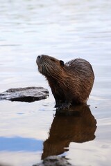 A cute nutria sniffs around by the river.