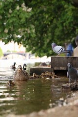 There is a flock of pigeons, ducklings and nutria by the river.