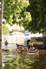 There is a flock of pigeons, ducklings and nutria by the river.