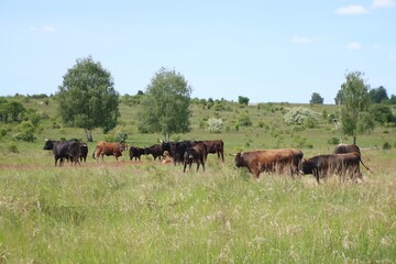 A herd of wild cows graze in a meadow