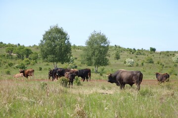 A herd of wild cows graze in a meadow