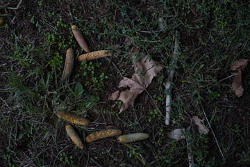 Pines, maple leaf, grass, branches create marvelous scenery