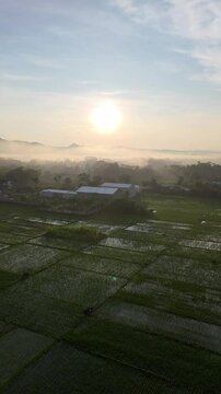 Ricefield Kebumen