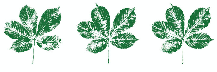 Natural horse chestnut leaves imprint, Grunge style, Vector, Isolated, Decorative elements for design	