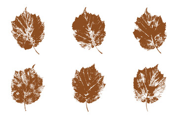 Natural Corylus avellana leaves imprint, Grunge style, Vector, Isolated, Decorative elements for design	