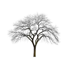 Obraz premium A bare deciduous tree with intricate branches stands against a white background.