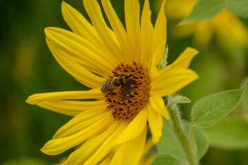 Biene auf Sonnenblume