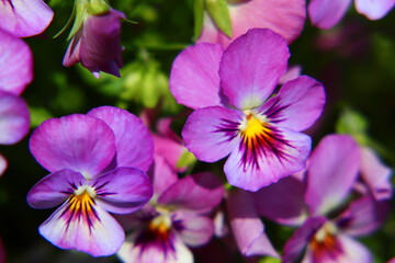 Vibrant Pansy Flowers in Full Bloom Closeup