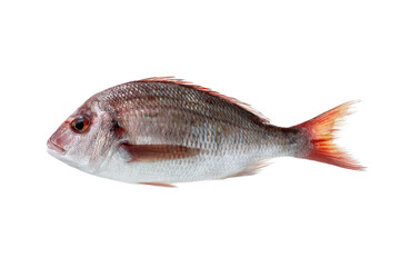 Obraz premium Freshly caught red snapper fish on a transparent background vector, showcasing vibrant colors and detailed scales, ideal for seafood cuisine and healthy eating concepts