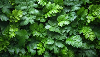 Lush green fern leaves create a dense, textured natural background. It's perfect for botanical themes or eco-friendly designs.