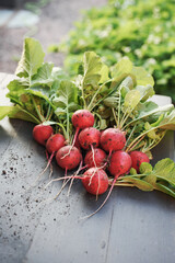 Fresh red radish on garden table. Bunch of freshly picked homegrown organic radish with green leaves and dirt on the roots