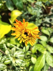 Vibrant yellow daisy flower lush green foliage background