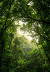 Obraz premium Sunlight Filtering Through Lush Green Forest Canopy