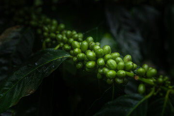 Close Up Fresh organic Red Coffee Cherries, Raw Berries Coffee Beans on Coffee Tree Traditional Plantation in Sumatra, Indonesia