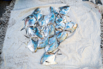 Pomfret fish, market stall with freshly caught seafood in Kochi, India, fishing industry at the Arabian Sea, blue butterfish, pampus, Trachinotus blochii