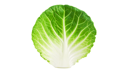 Fresh green head of cabbage isolated on a white background