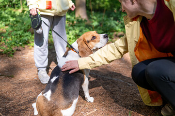 Passerby woman petting a beagle on a leash near its owner in a sunny forest, enjoying a warm and...