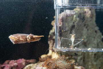 a dwarf cuttlefish getting engage to hunt mode with the shrimp inside the cage