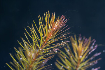 a rotala wallichii photosynthesize or captures carbon dioxide bubbles under the water and having...