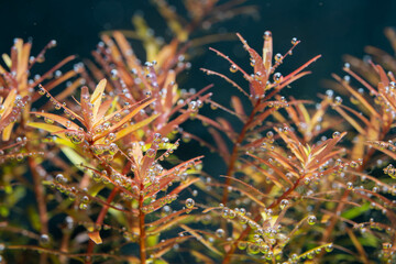 a rotala rotundifolia red photosynthesize or captures carbon dioxide bubbles under the water