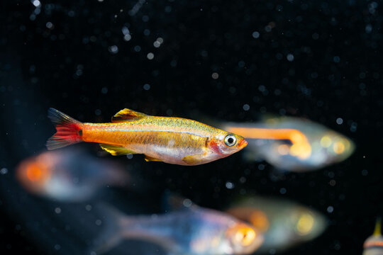 a close up photo of golden white cloud minnow 