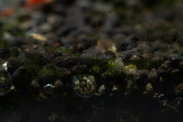 an egg of a ramshorn snail on an algae glass