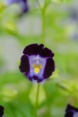a close up of wishbone bluewings flower
